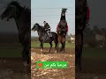 ШґШ Ш Щ ЩЉШіШЄЩ Щ вќ пёЏ Horse ШґШ Ш Щ ЩЉШіШЄЩ Щ вќ пёЏ Horse