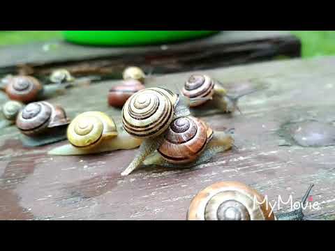 Wideo: Co To Jest ślimak