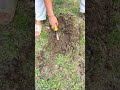 Iron ￼detecting in metal detector underground metal hunting #metal #metaldetecting #metaldetector
