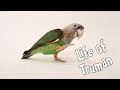 Life of Truman the Cape Parrot