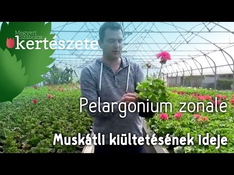 Videó: Gyakori muskátli problémák – Hogyan kezeljük a muskátli növények betegségeit