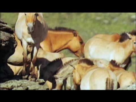 Video: Przewalski Buzulniku Kohevad õisikud. Kasvav