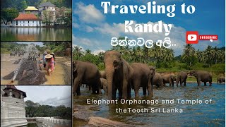 &quot;Enchanting Sri Lanka: Elephant Orphanage and Temple of the Tooth | Unveiling Majestic Wonders&quot;