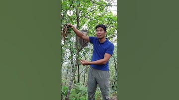 Khai thác Đảng sâm tươi trên núi Pu Si Lung