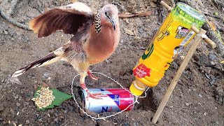 How To Make Bird Trap Using Plastic bottle