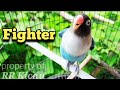 masteran FIGHTER | pancingan lovebird JITU emosi ngekek panjang