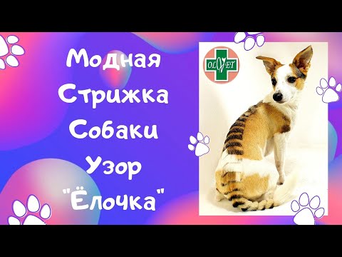 Модная стрижка собаки узор "Ёлочка"