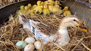 Amazing Pekin 45 Yellow and Black Duckling Hatching From Eggs _ Cute Cute Baby Duck Born