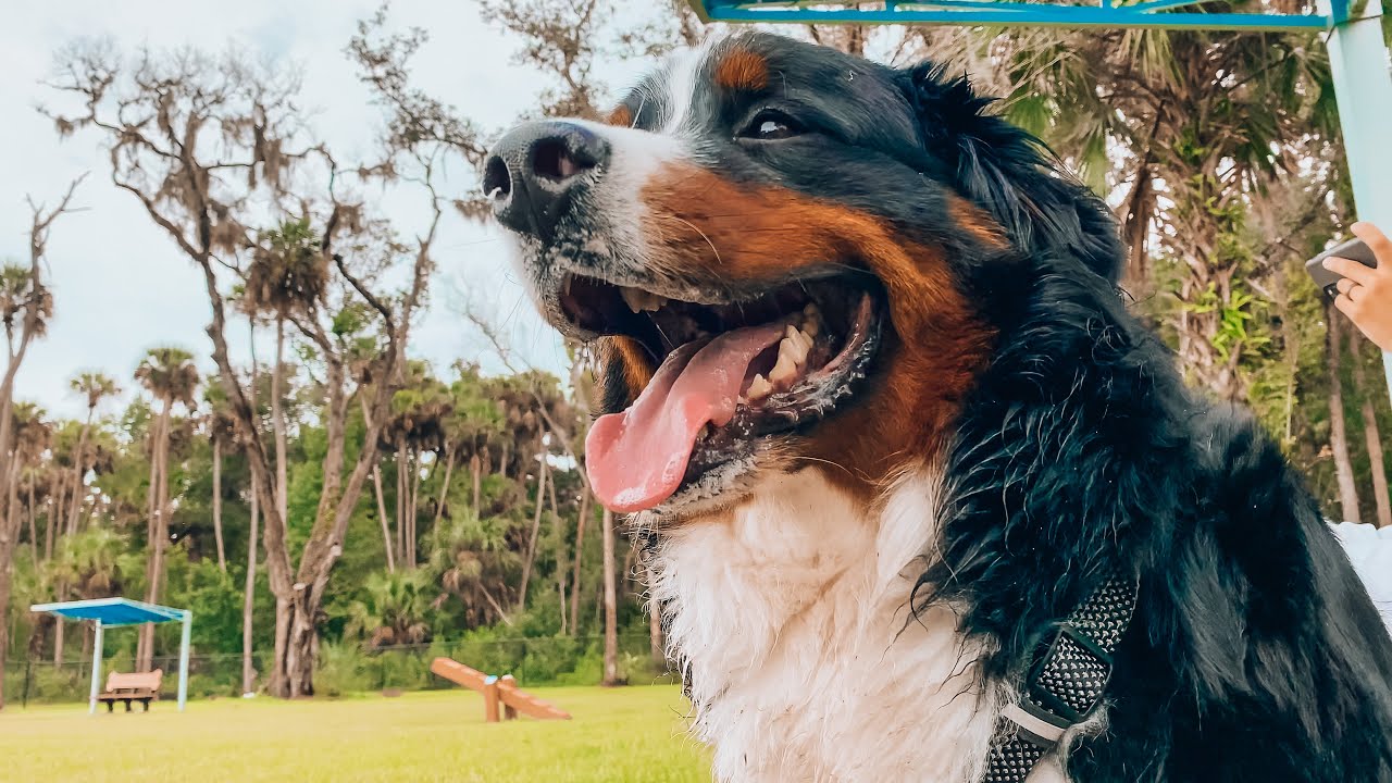 Rainy Day At The Dog Park With A Bernese Mountain Dog YouTube