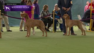 Wirehaired Vizslas | Breed Judging 2023