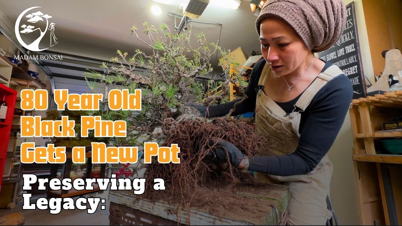 80 Year Old Black Pine Gets a New Pot
