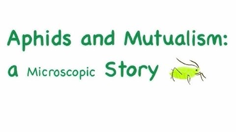Aphids and Mutualism: a Microscopic Story