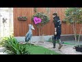 だいすきな飼育員さんを見つけて大興奮のハシビロコウ【12月のふたば2】Excited Shoebill