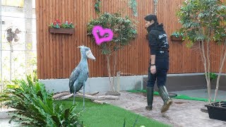 だいすきな飼育員さんを見つけて大興奮のハシビロコウ 12月のふたば2 Excited Shoebill Youtube