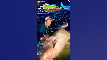 CẬN CẢNH CÁ TRA DẦU KHỔNG LỒ : MẤT 6 NĂM NUÔI MỚI CHO THU HOẠCH !