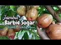 Jambu Barbie Sugar Besar Banget Ges