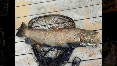 MASSIVE WORLD RECORD SIZE BROWN TROUT (38 inches)