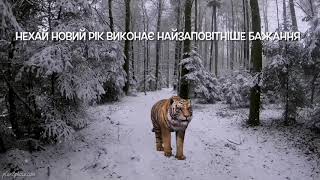 Оригінальне відео привітання з роком тигра 2022