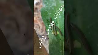 Duponchelia fovealis | حفار الساق الأوربي | إصابة الايفوربيا
