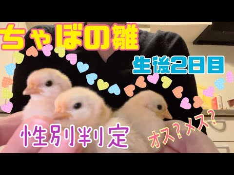 #7 ちゃぼの雛　生後2日目 性別鑑定！