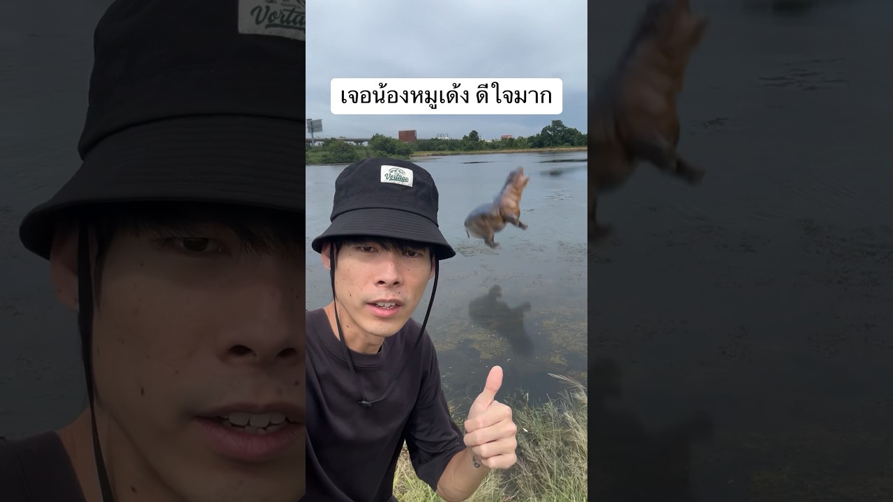 เจอน้องหมูเด้งตัวจริง🦛 #หมูเด้ง #cg #ตัดต่อ