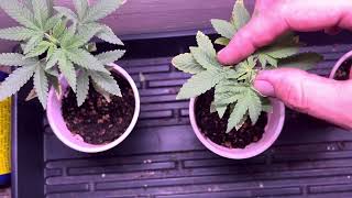 Starting from seed cannabis