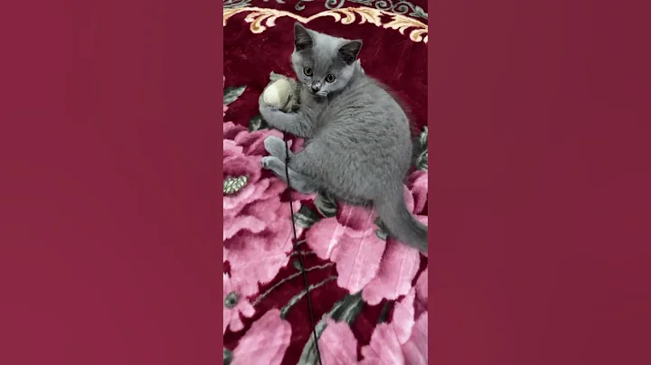 Watch the video about BSH Kitten 3 Month Blue Solid #britishshorthair #cat