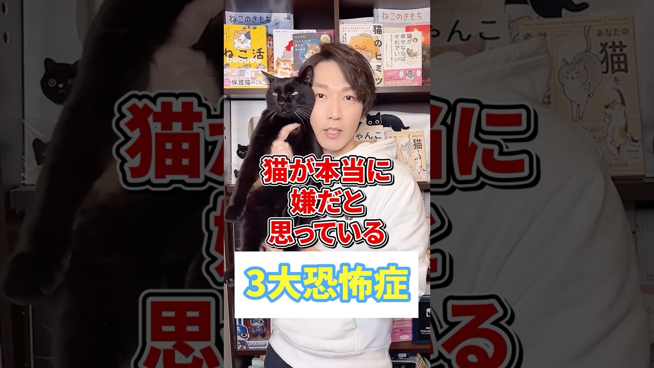 猫が本当に嫌だと思っている3大恐怖症 #猫 #猫好き #ねこ
