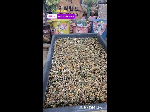 다남다육 (이화랜드) 라이브 방송