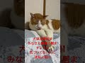‼️石川県で大津波警報‼️ #津波警報 #虎徹