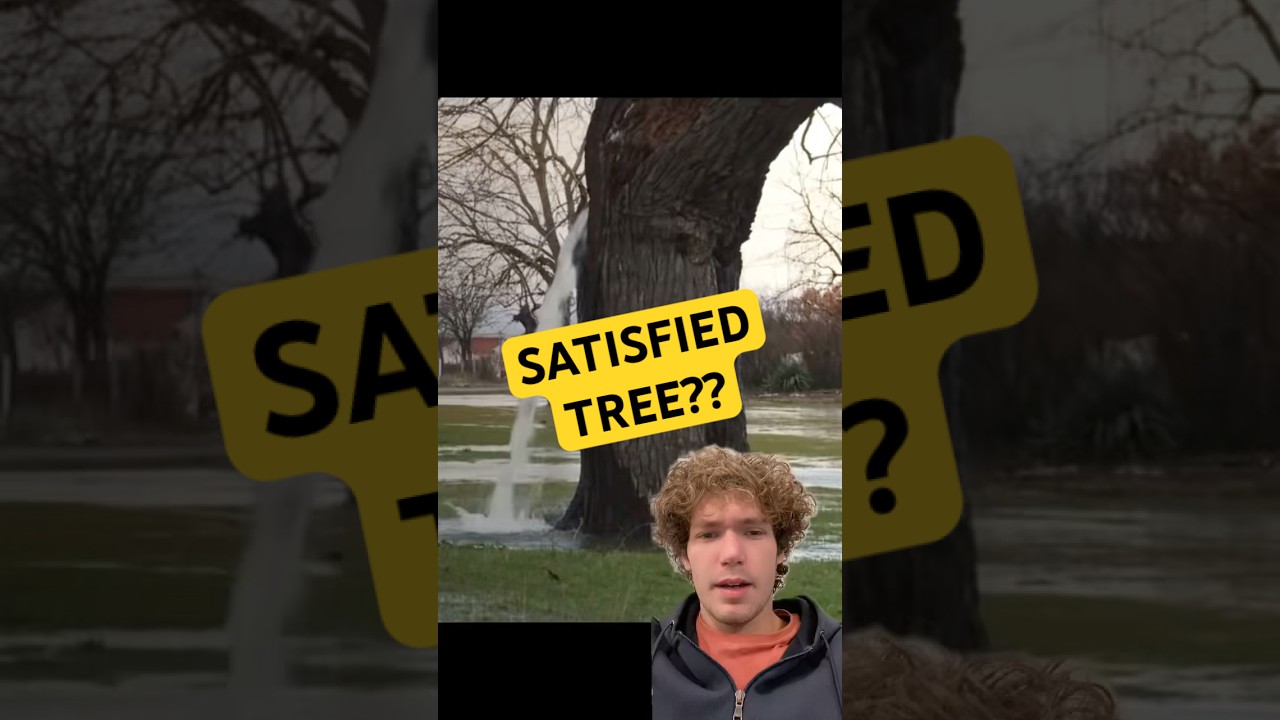 Это довольное дерево непрерывно поливает водой уже более двух десятилетий!