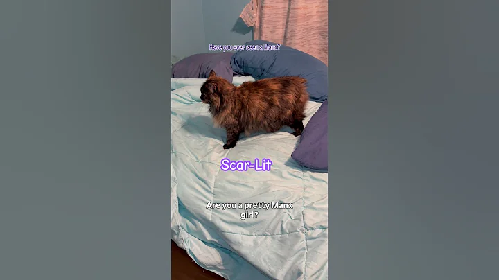 Video 11849781: manx cat, cats catlover