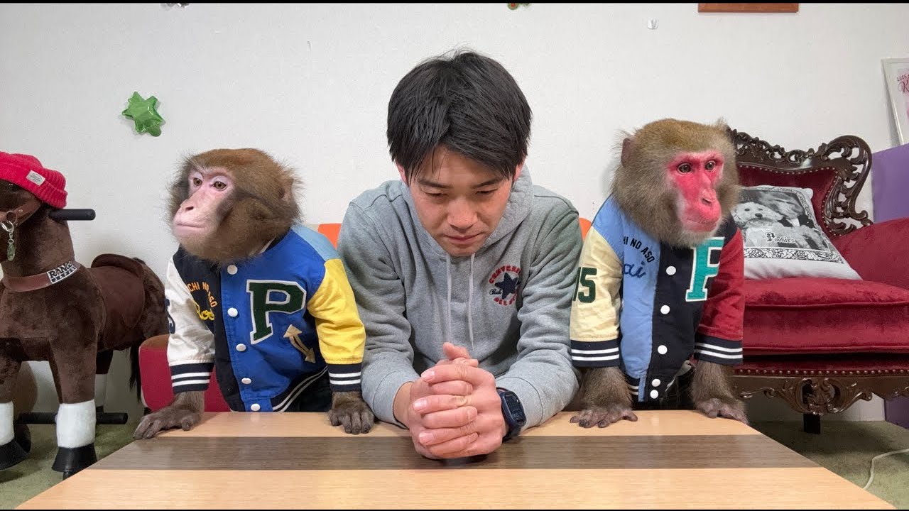 【緊急生配信】病気になりました。そしてお猿さんたちに謝罪。