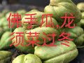 【种菜】佛手瓜，龙须菜过冬