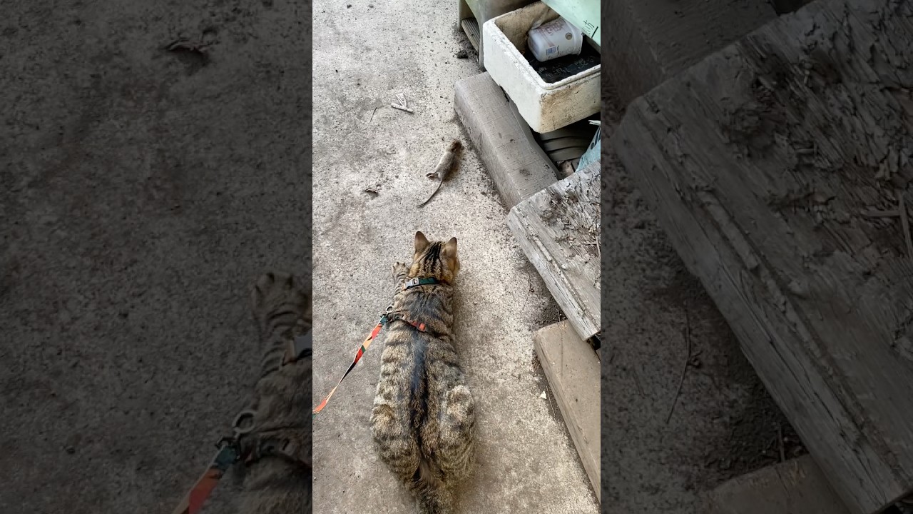 朝の散歩で発見。軽トラの横で、ネズミちゃんが死亡してました。初めてのネズミにトラジ大興奮。 #猫 #cat #ネズミ #shorts