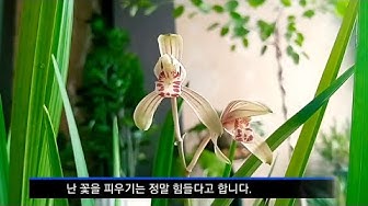 동양란꽃피우기 - Youtube