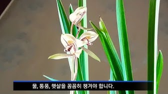 동양란꽃피우기 - YouTube 동양란꽃피우기 - Youtube