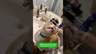 Talk to your cat with CAT TRANSLATOR - Human to Pet. Try for free! Link in BIO. AppStore Play Market screenshot 5