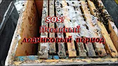 Белорусское Пчеловодство Bee&Ivtodi