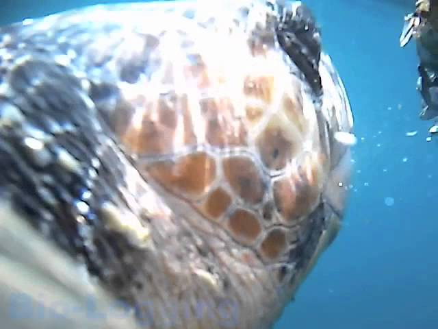 図2 11 浮きに付着したエボシガイを食べるアカウミガメ Youtube 図2 11 浮きに付着したエボシガイを食べるアカウミガメ Youtube