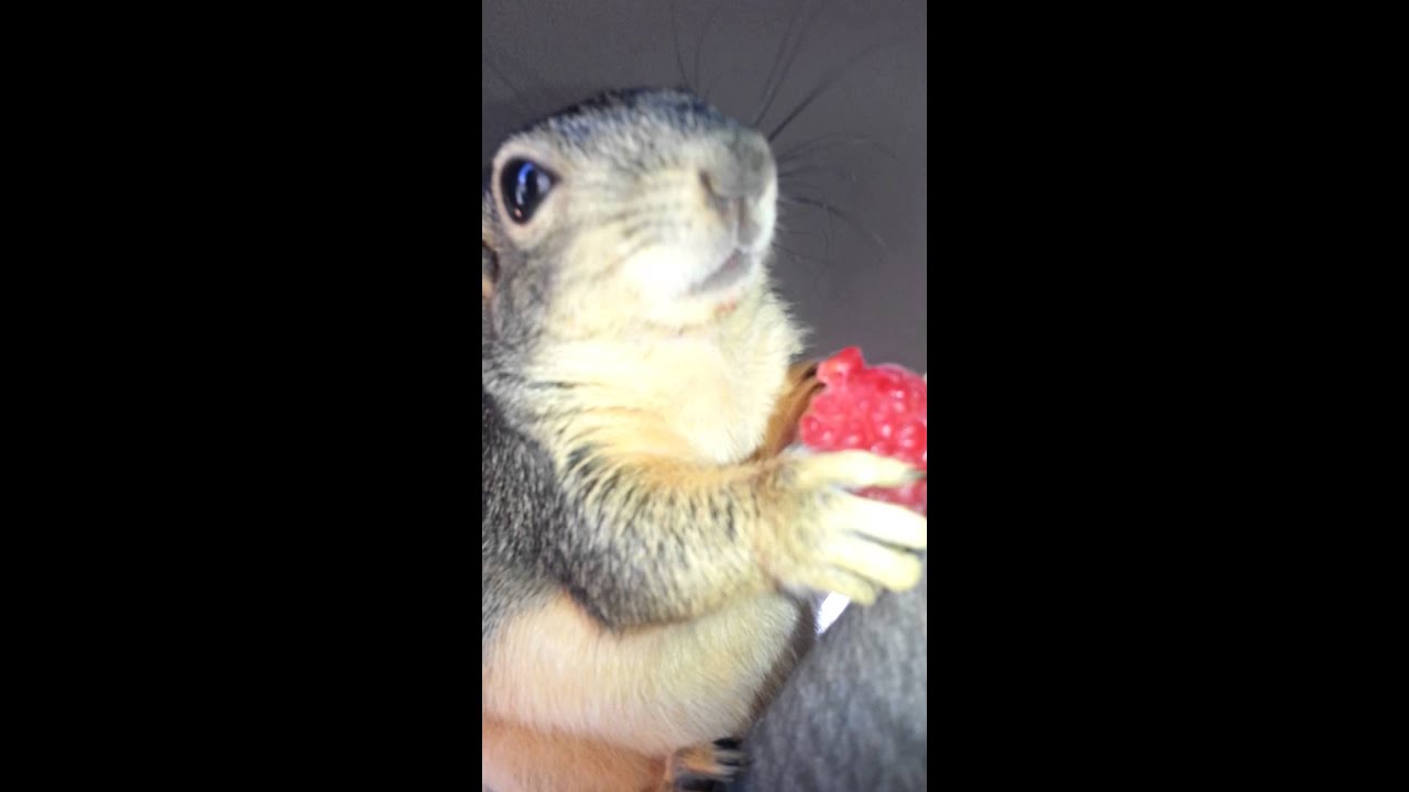 Bill Murray the squirrel eating a raspberry YouTube