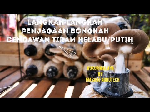 Video: Penanaman Cendawan Cap Wain: Cara Menanam Cendawan Cap Wain