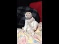 ソファーの上でくつろぐスコティッシュフォールドの子猫 みるきぃ☆