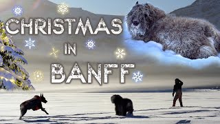 Christmas in Canada | Banff, BC | Doberman Pinscher and Bouvier des Flandres in snow