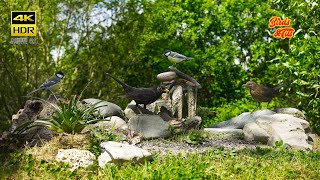 Birds: April weather on feeder - 4K HDR - CATs tv