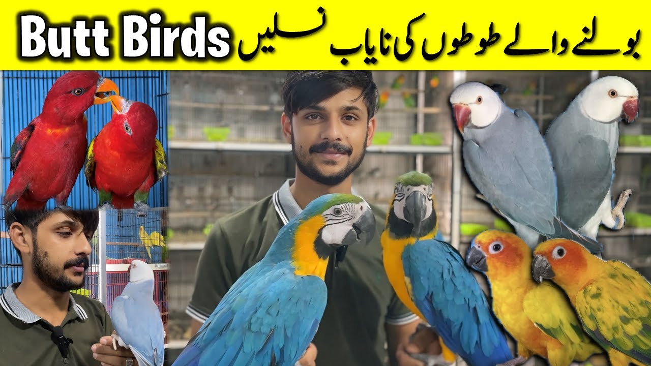 Rare Breed of Exotic Birds | Ringneck Mutations | Butt Birds | #birdhouse #youtubegrowth