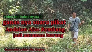 pembuktian suara pikat andalan Alas Rembang!? video ini bukti nyata!!?