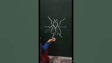 How to draw fly easy and step by step learn drawing fly simple step short video#