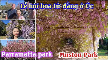 LỄ HỘI HOA TỬ ĐẰNG Ở ÚC | CÔNG VIÊN PARRAMATTA | CÔNG VIÊN MUSTON PARK | DU LỊCH ÚC