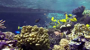 Ist eine Koralle ein Tier?